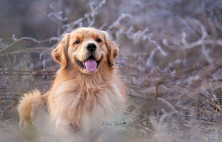 Golden Retriever Deckrüde ( Amerikanische Linie)