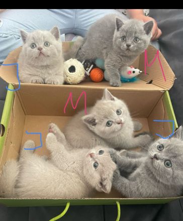 Bkh Kitten aus wunderschönem Wurf