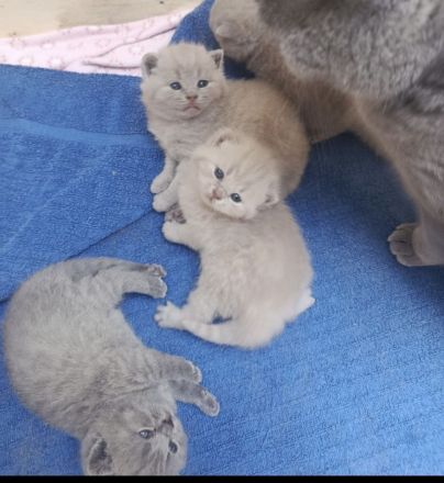 Bkh Kitten aus wunderschönem Wurf