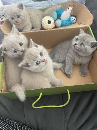 Bkh Kitten aus wunderschönem Wurf