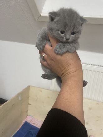 Bkh Kitten aus wunderschönem Wurf