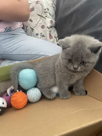 Bkh Kitten aus wunderschönem Wurf