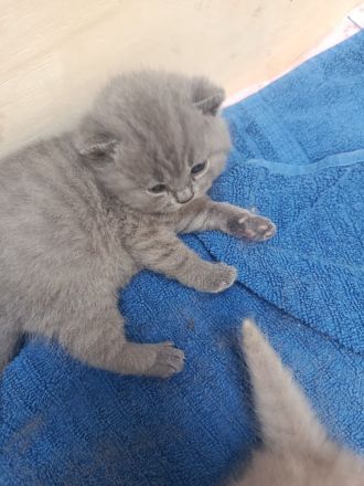 Bkh Kitten aus wunderschönem Wurf