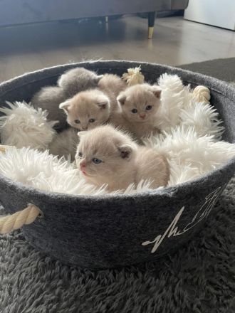 Bkh Kitten aus wunderschönem Wurf