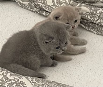 Bkh Kitten aus wunderschönem Wurf