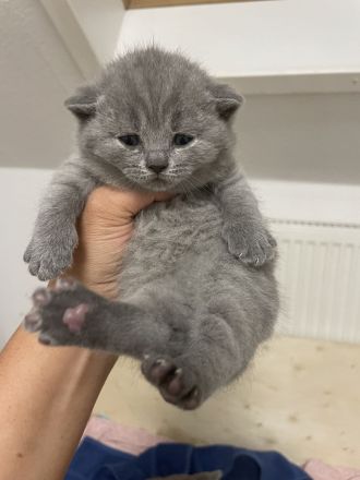 Bkh Kitten aus wunderschönem Wurf