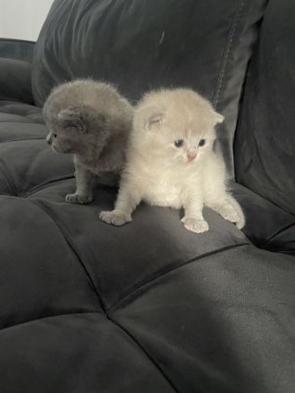 Bkh Kitten aus wunderschönem Wurf