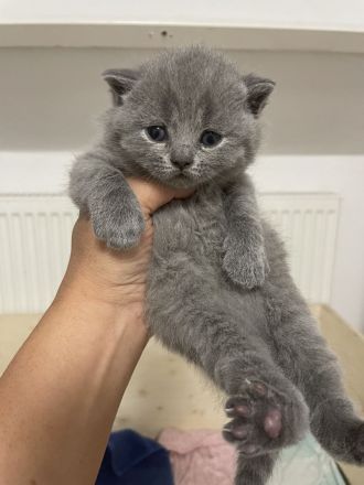 Bkh Kitten aus wunderschönem Wurf