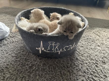 Bkh Kitten aus wunderschönem Wurf