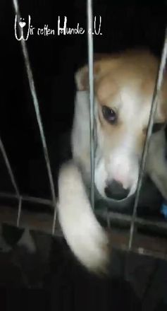 Schenkst du Levina ein liebevolles Zuhause für immer?