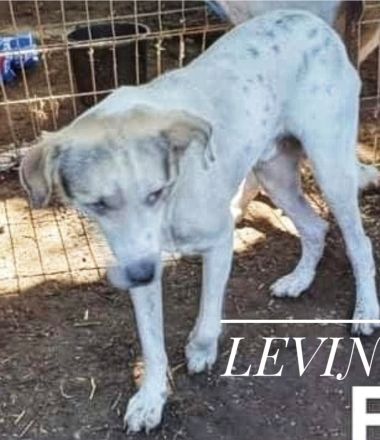 Schenkst du Levina ein liebevolles Zuhause für immer?