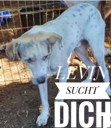 Schenkst du Levina ein liebevolles Zuhause für immer?