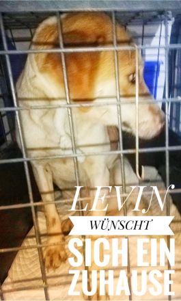 Schenkst du Levina ein liebevolles Zuhause für immer?