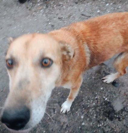 Lilo sucht ein Zuhause