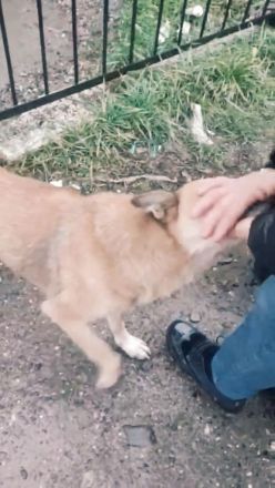 Lilo sucht ein Zuhause