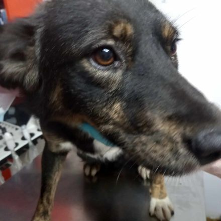 Linus wartet auf dich.