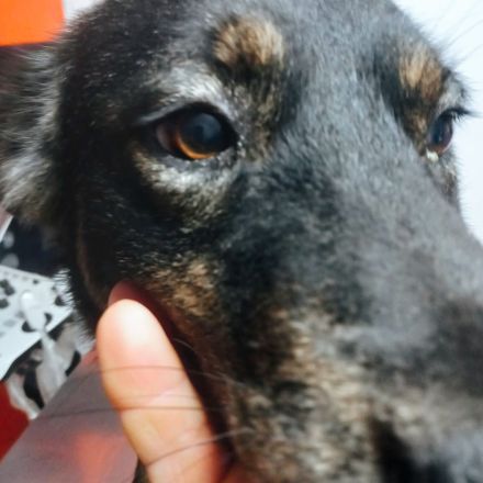 Linus wartet auf dich.