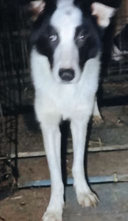 Wer schenkt Lio-Lee ein Zuhause?