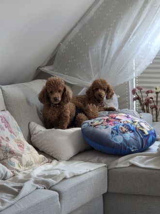 Toypudel Welpen Rot/Fawn