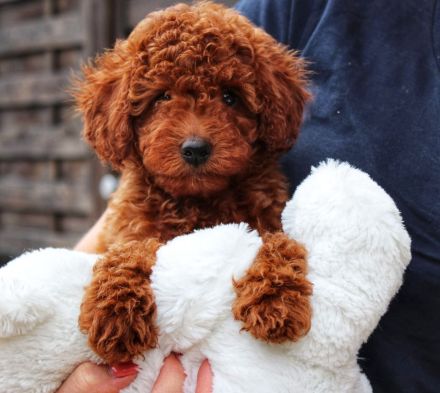 Toypudel Welpen Rot/Fawn