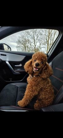 Toypudel Welpen Rot/Fawn