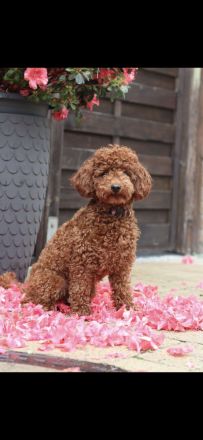 Toypudel Welpen Rot/Fawn