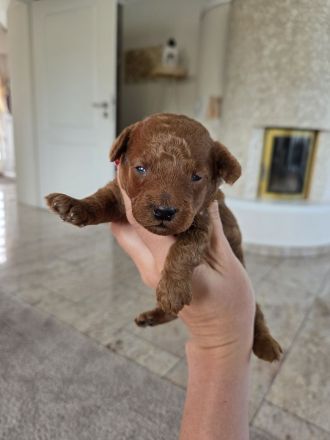 Toypudel Welpen Rot/Fawn