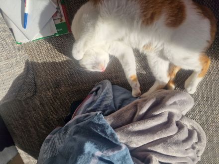 Europäischer kurzhaar kater