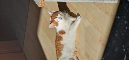 Europäischer kurzhaar kater