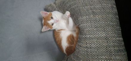 Europäischer kurzhaar kater