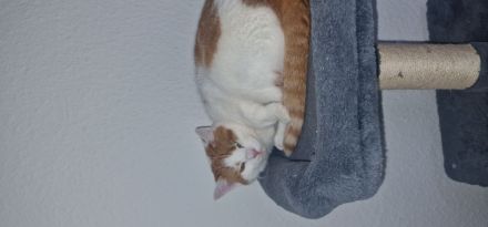 Europäischer kurzhaar kater