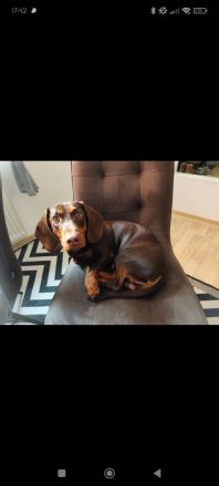 Dackel Deckrüde chocolate tan