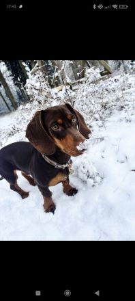 Dackel Deckrüde chocolate tan