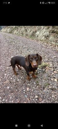 Dackel Deckrüde chocolate tan