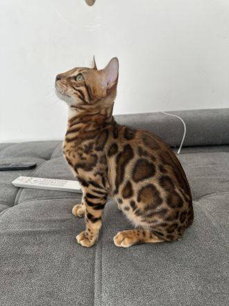 Bengal Kitten - Abholbereit- noch 1 Kater frei