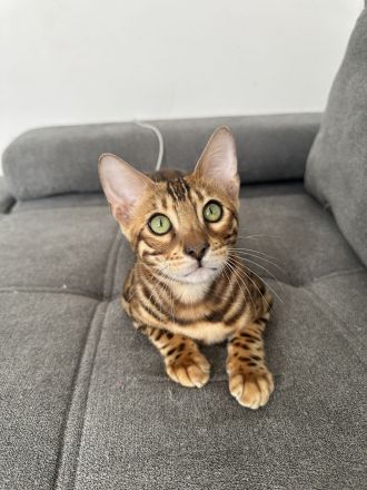 Bengal Kitten - Abholbereit- noch 1 Kater frei