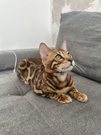 Bengal Kitten - Abholbereit- noch 1 Kater frei