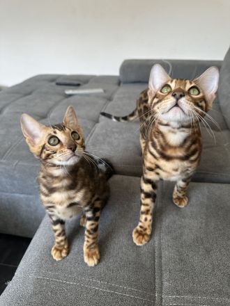 Bengal Kitten - Abholbereit- noch 1 Kater frei