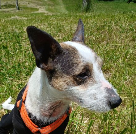 Parson Russell 3 Jahre Rüde