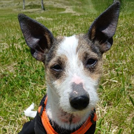 Parson Russell 3 Jahre Rüde