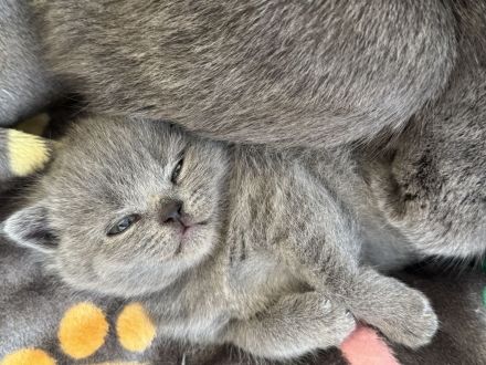 Mai Kätzchen Blue lilac