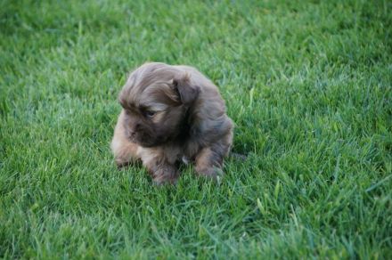 Bolonka-Zwetna- Welpen abzugeben