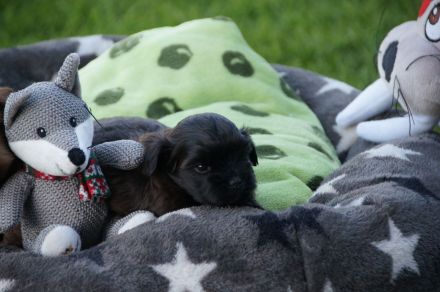 Bolonka-Zwetna- Welpen abzugeben