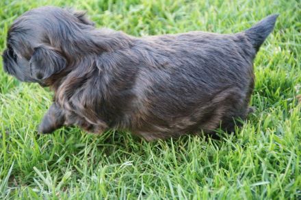 Bolonka-Zwetna- Welpen abzugeben