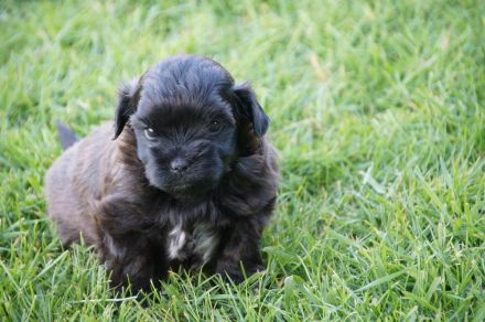 Bolonka-Zwetna- Welpen abzugeben