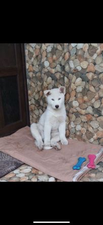 Sibirischer Husky Welpe 4 Monate alt
