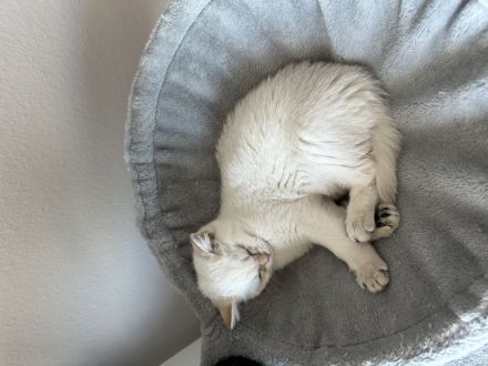 Süßes BKH Kitten abzugeben