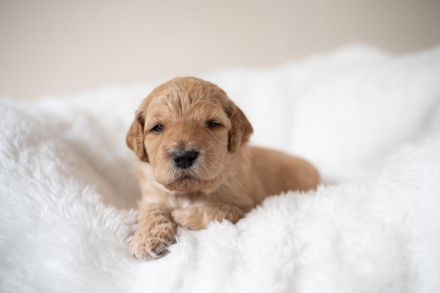 Liebevoll aufgezogene reinrassige Groß/Königspudel-Welpen