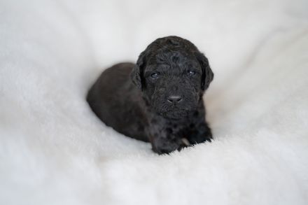 Liebevoll aufgezogene reinrassige Groß/Königspudel-Welpen