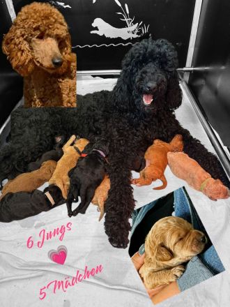 Liebevoll aufgezogene reinrassige Groß/Königspudel-Welpen